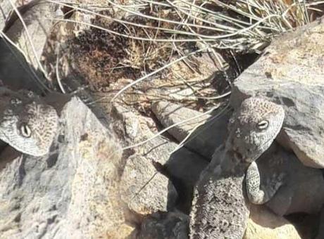 Türkiye'de ortaya çıktı! ‘Yıllardır dağlarda koyun otlatıyorum, ilk kez gördüm’
