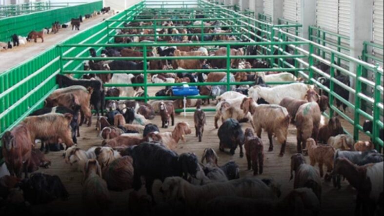 Küçükbaşta büyük kriz! Yumurta ve et cep yakıyor