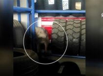 Dükkana girdi, şoke etti: İlk başta köpek sandık