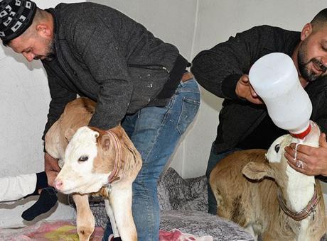 Yer: Bitlis! Minik buzağı eve taşındı: ‘Ona çorap giydirdim, tüylerini taradım’