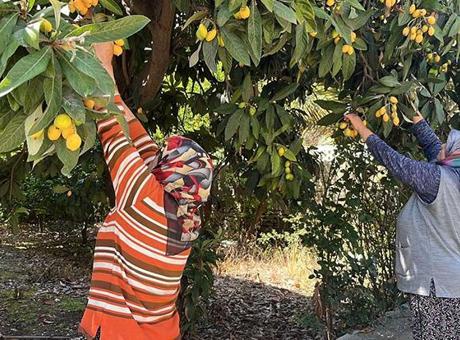 Antalya’da dikkat çeken olay! Kimse almayınca tonlarca meyveyi ücretsiz dağıttı: Poşetini alan bahçeye koştu