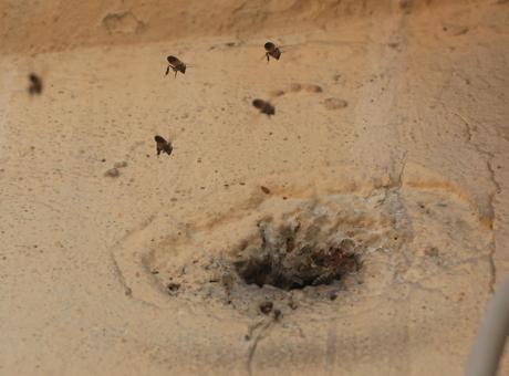 Duvar deliğinden çıktılar, mahalleyi sardılar! Çocukların attığı taşlar arıları kızdırdı