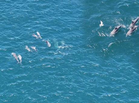 İstanbul Boğazı’nda şaşırtan manzara: Sürü halinde görüldüler, gemilerle yarıştılar