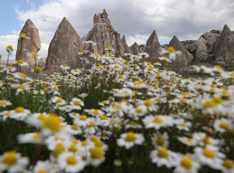Kapadokya'da peribacaları baharda çiçeklerle buluştu