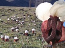 Sadece üç ilde yetişiyor: Baharın gizli mücevheri açtı