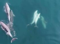 Yer: Bartın! Sahildeki vatandaşlar şaşkına döndü: Öğle saatinde kıyıya kadar geldiler