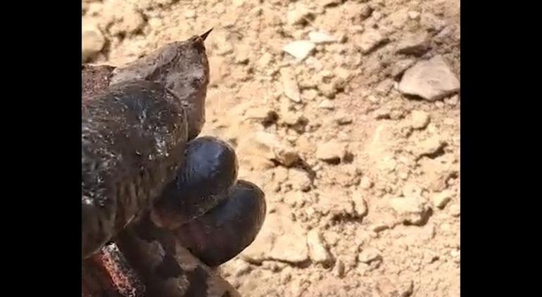 Zehriyle biliniyor! Kentte büyük panik yarattı: Gözlerine inanamadık