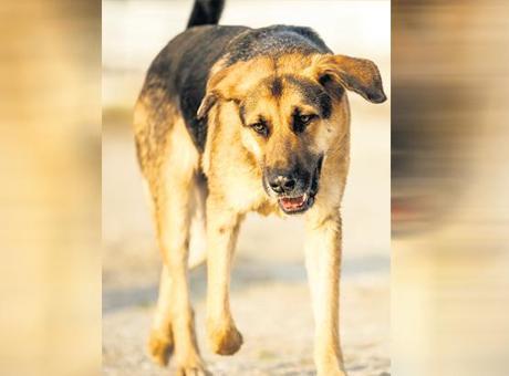 630 bin sahipsiz hayvan toplandı