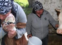Gürcistan’dan Erzincan’a gelin geldi! Türkçeyi öğrendi, hayvancılığa başladı