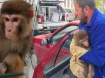 Köy yolunda büyük şok! Rhesus maymunu Yozgat’ta ortaya çıktı